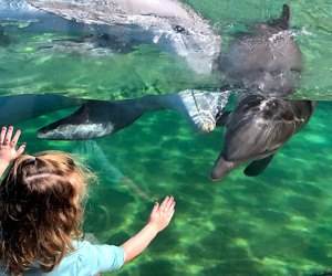 SeaWorld Orlando Meeting a dolphin