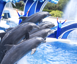 SeaWorld Orlando offers families a chance to discover the beauty and majesty of sea creatures, as well as thrilling rides, fun shows, and more!