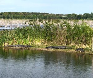  Lake Apopka Wildlife Drive Secret Orlando Spots Kids Will Love