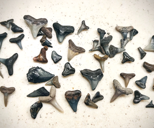 best beaches to find shark teeth in florida: shark teeth 