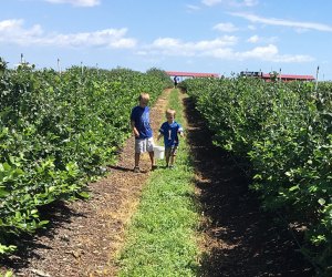 Southern Hill Farms. orlando blueberry farms