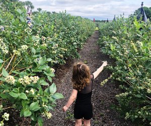 Kids can pick blueberries and enjoy the farm playground at Tom West Blueberries. Photo by author