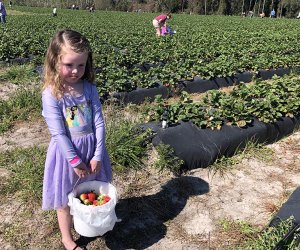 Orlando where to pick Strawberries: Amber Brooke Farms