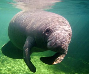 Visit the Manatees at Blue Springs State Park.