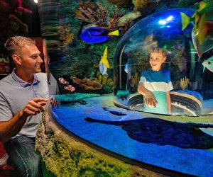 Sea Life Orlando Aquarium Best Zoos, Aquariums, and Animal Encounters in Central Florida