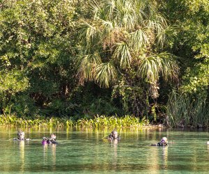 Alexander Springs 100 Things To Do in Orlando with Kids