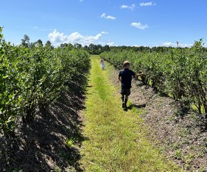 blueberry picking at Far Reach Farms