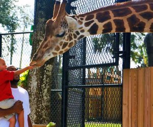 feeding giraffes at the Central Florida Zoo & Botanical Gardens 100 Things To Do in Orlando with Kids