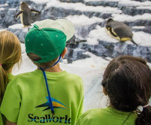 SeaWorld Orlando Summer Day Camps Fun Orlando Summer Camps for Preschoolers