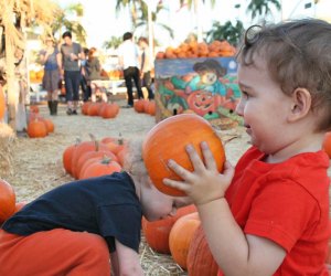 Find the best pumpkin patches near Orlando with our guide to the best things to do this fall near Orlando with kids.