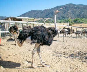 Meet an ostrich in person near Solvang.