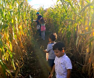 Look for clues as you make your way through the corn maze at Outhouse Orchards. Photo by Sara M. 