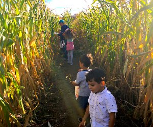 Hayrides and Fall Farm Fun for Kids in Westchester and the Hudson Valley Take a trip up to Outhouse Orchards in scenic North Salem to take a hayride or to get lost in a corn maze. Photo by Sara Marentette