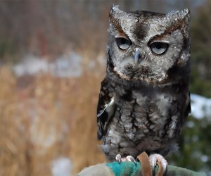 Get to know the resident owls at the Greenburgh Nature Center on Saturday. Photo courtesy of the center