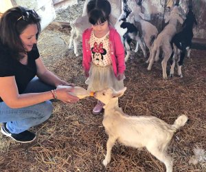 camping and baby goats is heaven