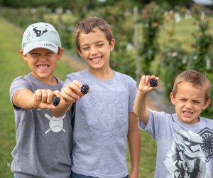 Go berry picking at P-6 Farms for a summer day trip from Houston. Photo courtesy the farm 