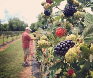 Pick Your Own Fun: Houston Farms for Fruit and Berry Picking