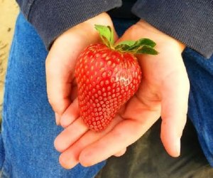 Strawberry picking kicks off the season at P-6 Farms.