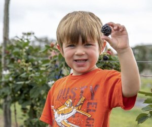 Strawberry and Berry Picking near Houston. Photo courtesy of P6 Farms