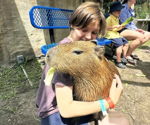 Cuddle a capybara at the ZooWorld Zoological Park. 