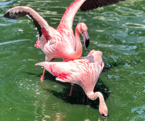 Zoo World Zoological Park's Flamingos together: Panama City Beach with Kids