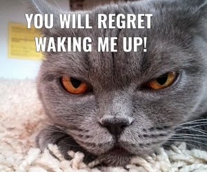 don't wake me cat meme