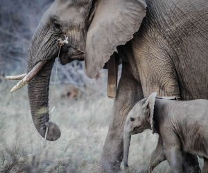 Mom and baby elephant represent actual elephant parenting!