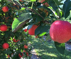 Image of apples at Parle Farms- an apple orchard near Boston.