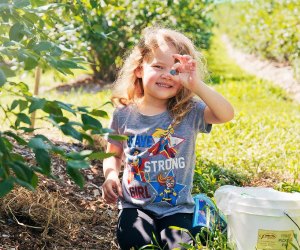 Nothing says summer like blueberry picking! Photo courtesy of Parlee Farms