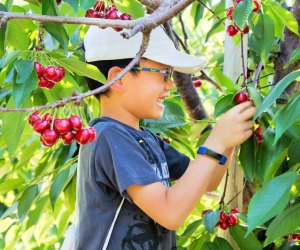 Image of a child picking cherries at one of the best Boston farms for PYO.