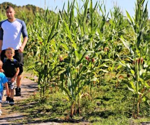 Partin Ranch  12 Corn Mazes near Orlando for Fall Fun with Kids