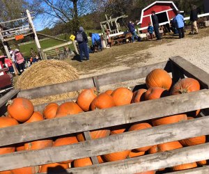 Best Pumpkin Patches Near Chicago