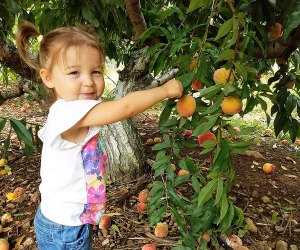 Get your hands on some juicy stone fruits at these family-friendly farms for peach picking near NYC. Photo by Mommy Poppins