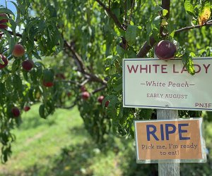 Peach picking near NYC Fishkill Farms