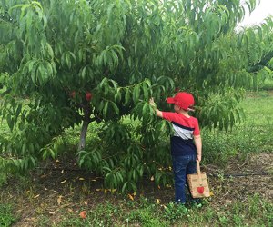 Boy picks peaches at Terhune Orchards on a NJ summer day trip