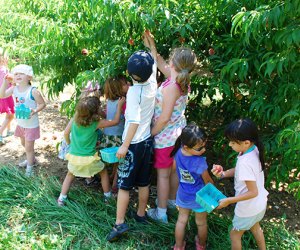 Kids pick peaches at Alstede Farms