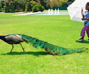Peacock Day at the Los Angeles County Arboretum & Botanic Garden.  Photo by Ming-yen Hsu/Flickr/CC BY 2.0