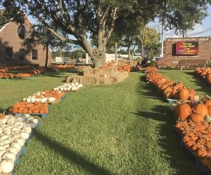 Pumpkin Patches Near Houston