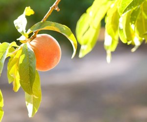 100 Fun Things To Do in Atlanta with Kids Before They Grow Up: Pearson Farm Peaches