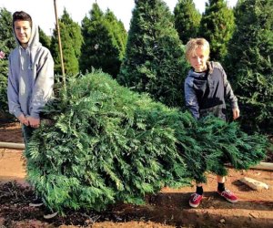Christmas Tree Farms in Los Angeles: Pelzer Pines