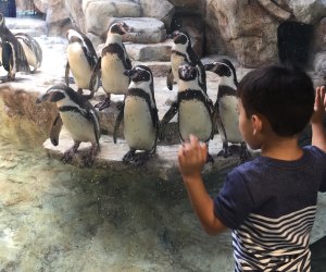 Aquarium at Moody Gardens Gets $37M Makeover