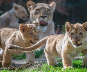 The lion cubs; Pesho, Lomelok and Sidai! Photo courtesy of the Lincoln Park Zoo