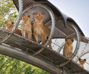 Catch the lions at the reopened Philadelphia Zoo. Photo courtesy the zoo