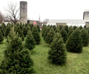 AGA Farms Christmas Trees