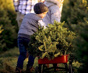 Pick up your tree in a wagon at Linvilla Orchards. 