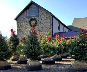 McArdle's Holiday Tree Farm Field of Christmas trees