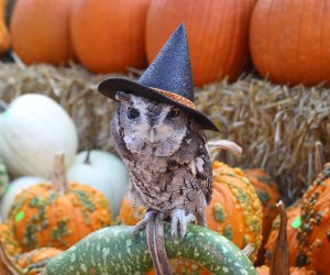 Gather your ghosts and goblins and head to Boo at the Zoo. Photo courtesy of the Elmwood Zoo