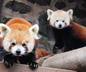Red Pandas at Brandywine Zoo.