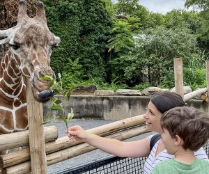 Feed these gentle creatures at the Giraffe Encounter at the Philadelphia Zoo. Photo by Liz Baill