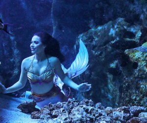Visit the real-life mermaids at the Adventure Aquarium. Photo courtesy of the aquarium